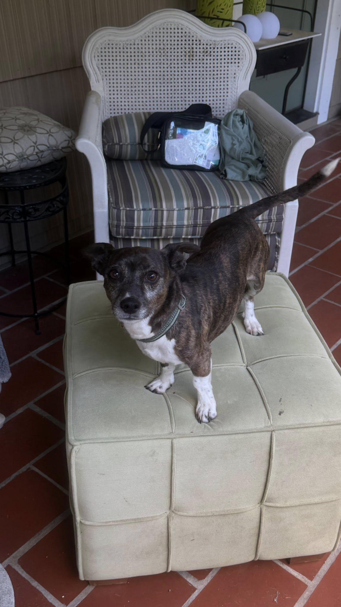 Trick, ADOPTABLE, Adult Female Dachshund.