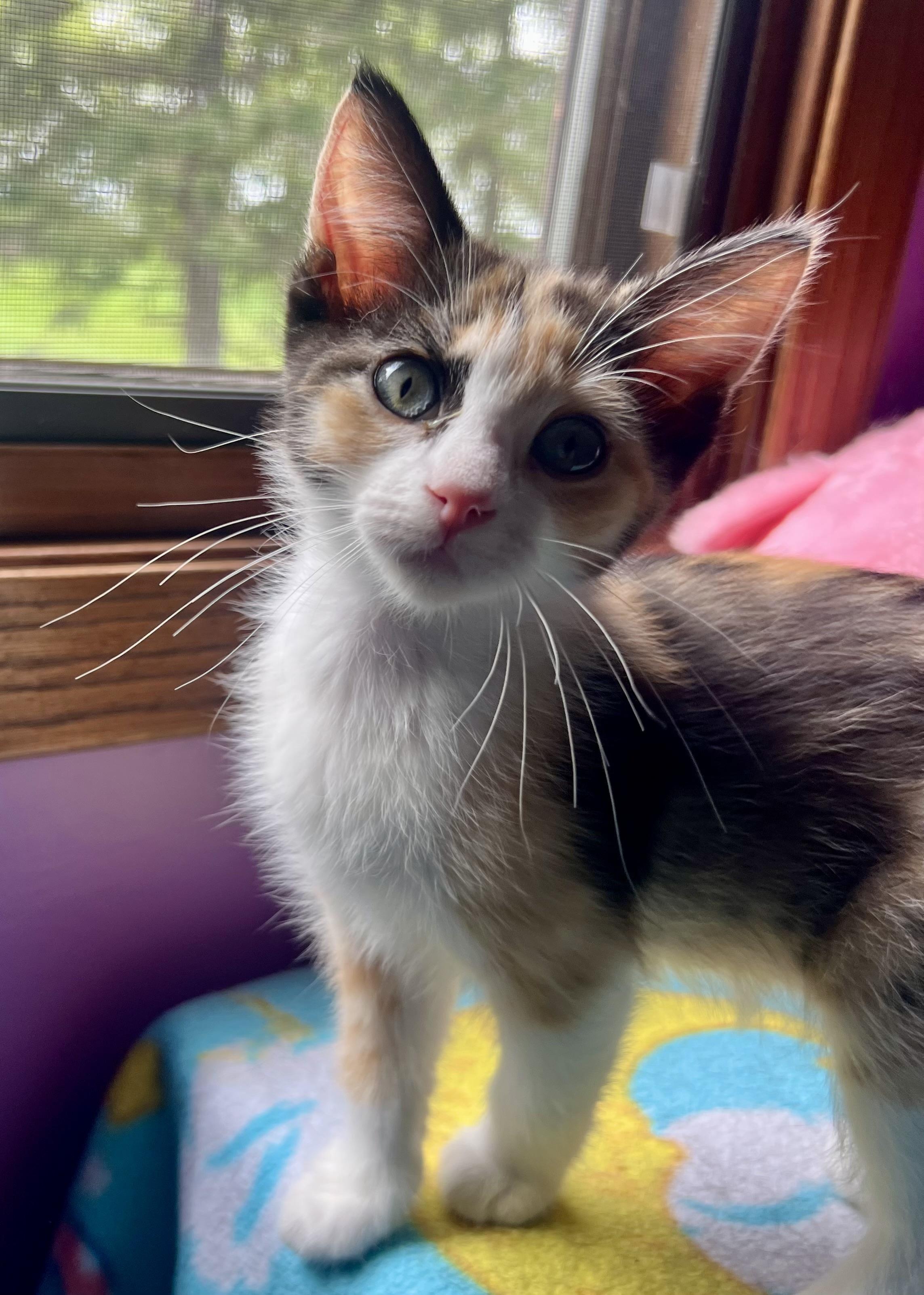 Petunia, a Adoptable Domestic Short Hair in Faribault, MN image 2/3