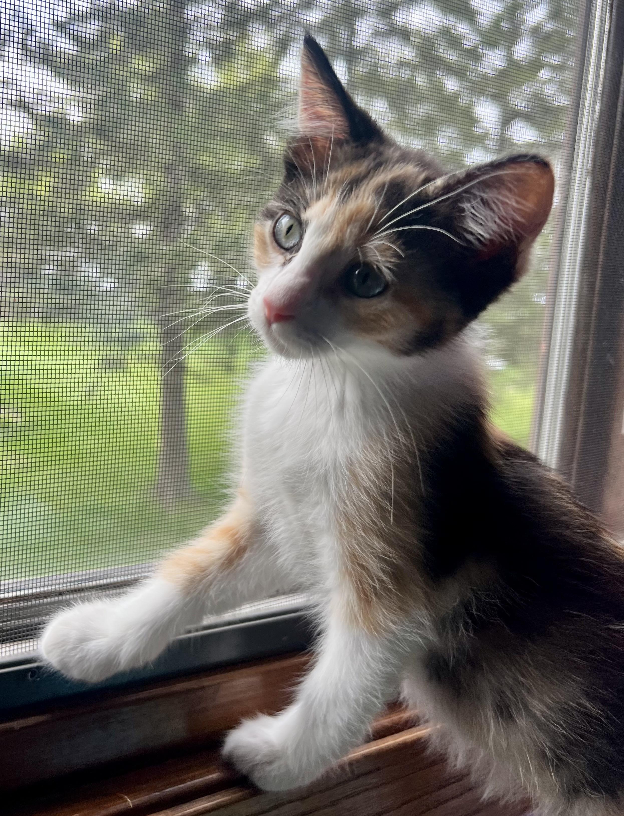 Petunia, a Adoptable Domestic Short Hair in Faribault, MN image 3/3