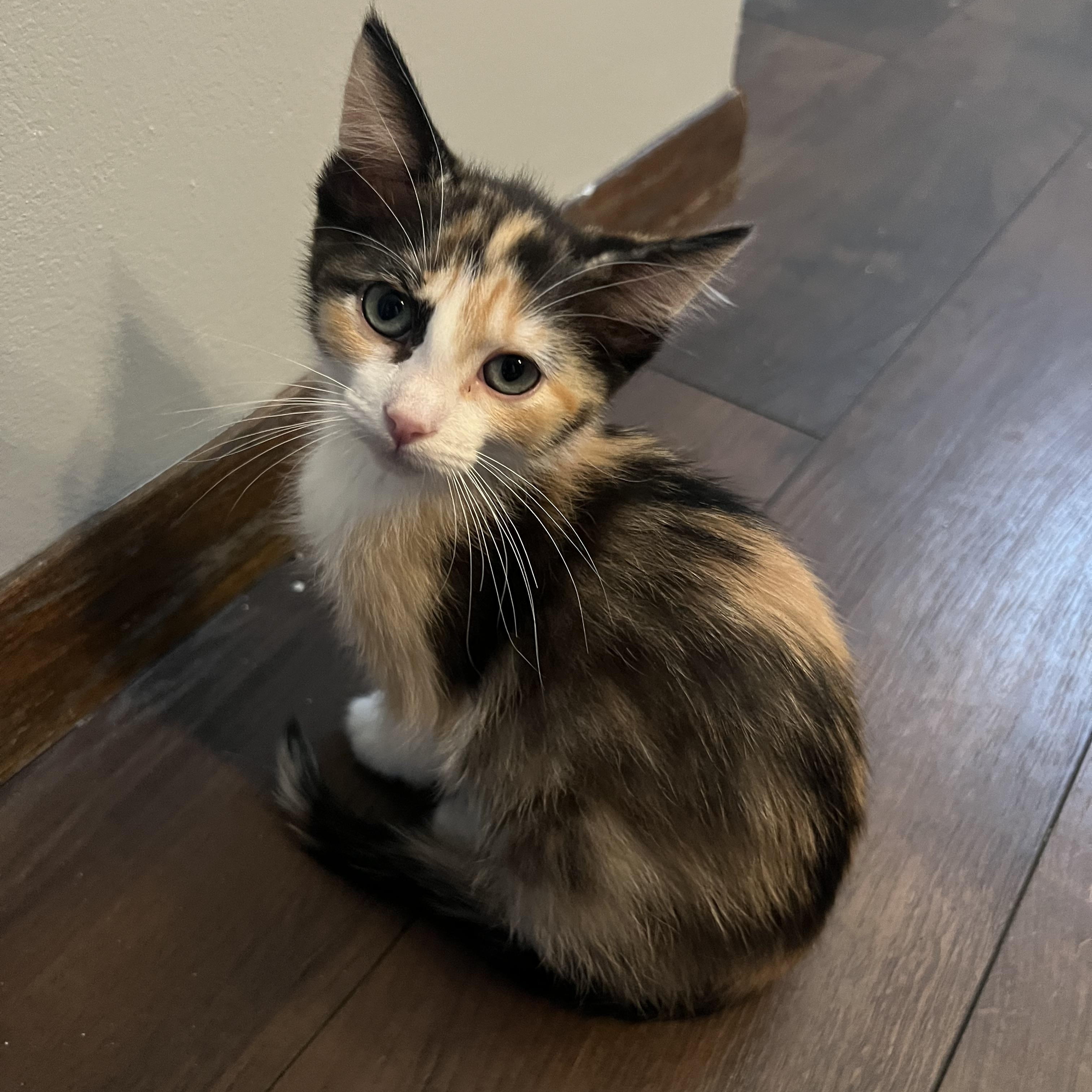Petunia, a Adoptable Domestic Short Hair in Faribault, MN image 1/3