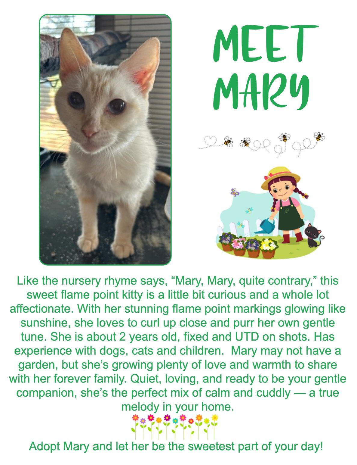 Mary, an adoptable Domestic Short Hair in Clovis, NM, 88101 | Photo Image 1