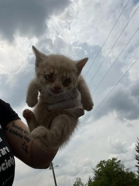 Enlarge CHICKEN NUGGET SUPREME, a Adoptable Domestic Short Hair in Fort Walton Beach, FL image 1/1