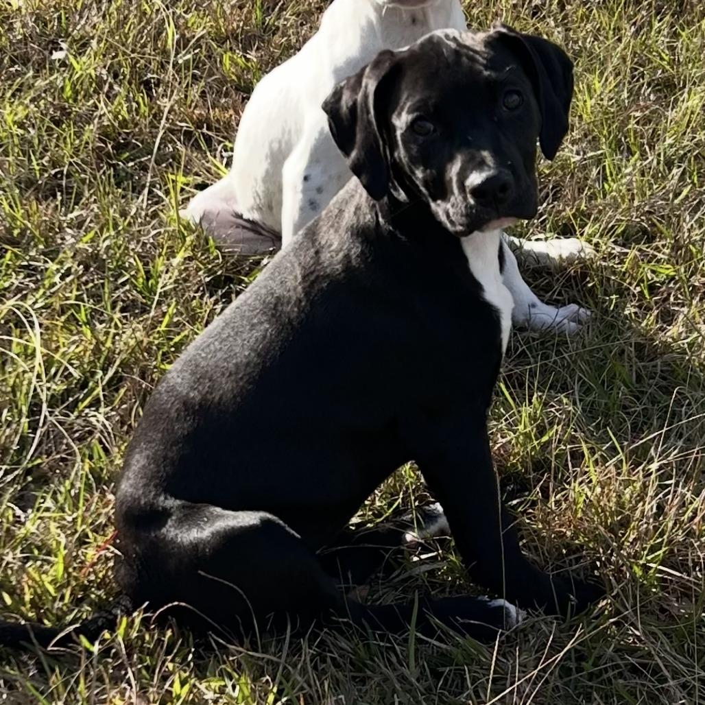 Lucy, Adoptable, Young Female Labrador Retriever & Pit Bull Terrier.