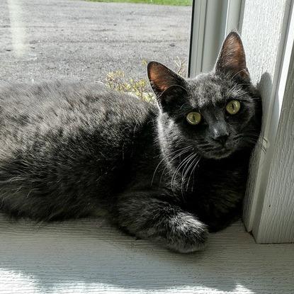 Artemis, Adoptable, Adult Female Domestic Short Hair.