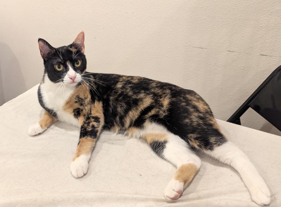 Sassy, Adoptable, Young Female Domestic Short Hair & Calico.