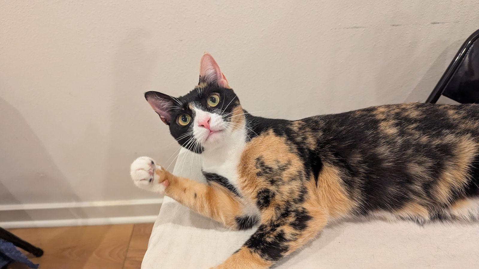 Sassy, a Adoptable mixed breed in Pensacola, FL image 2/3