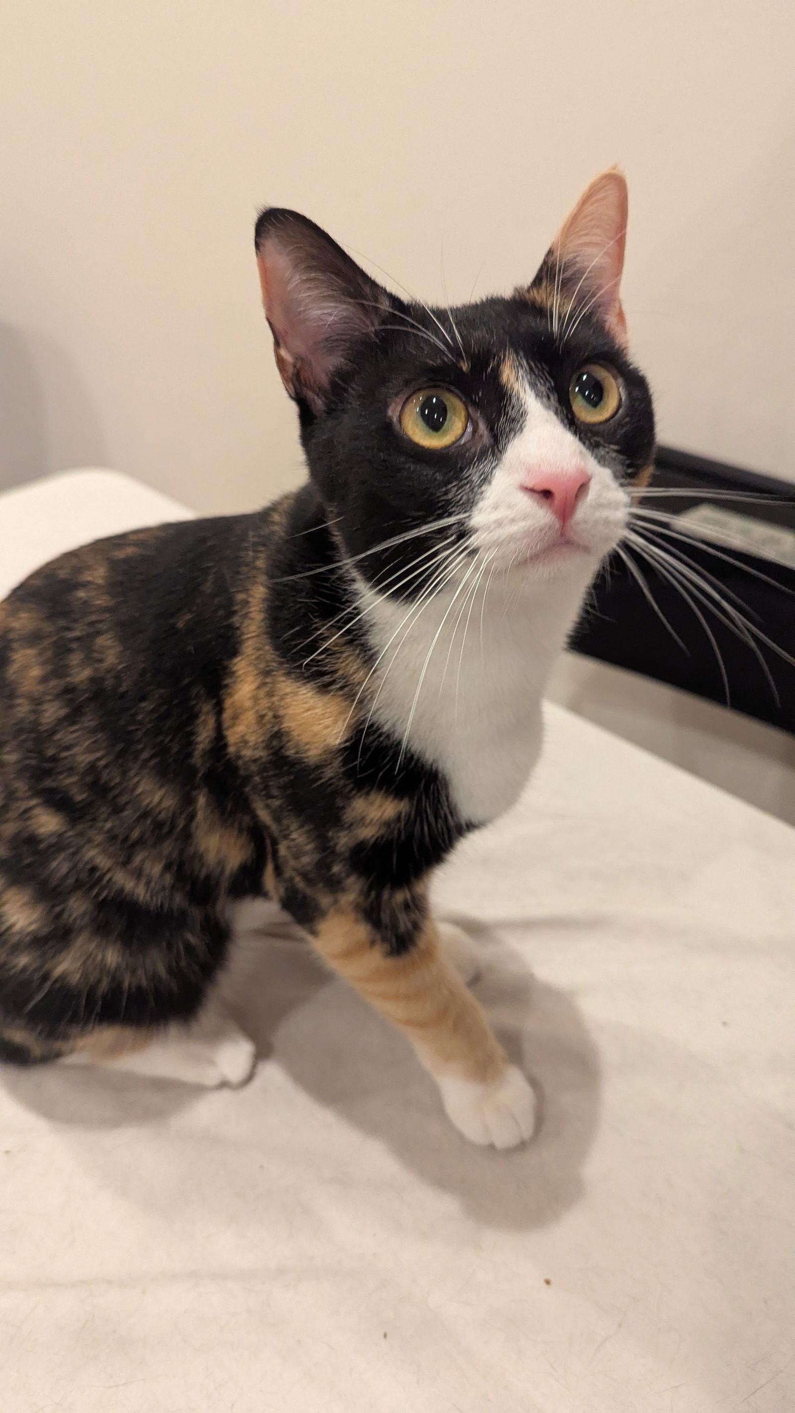 Sassy, a Adoptable mixed breed in Pensacola, FL image 3/3