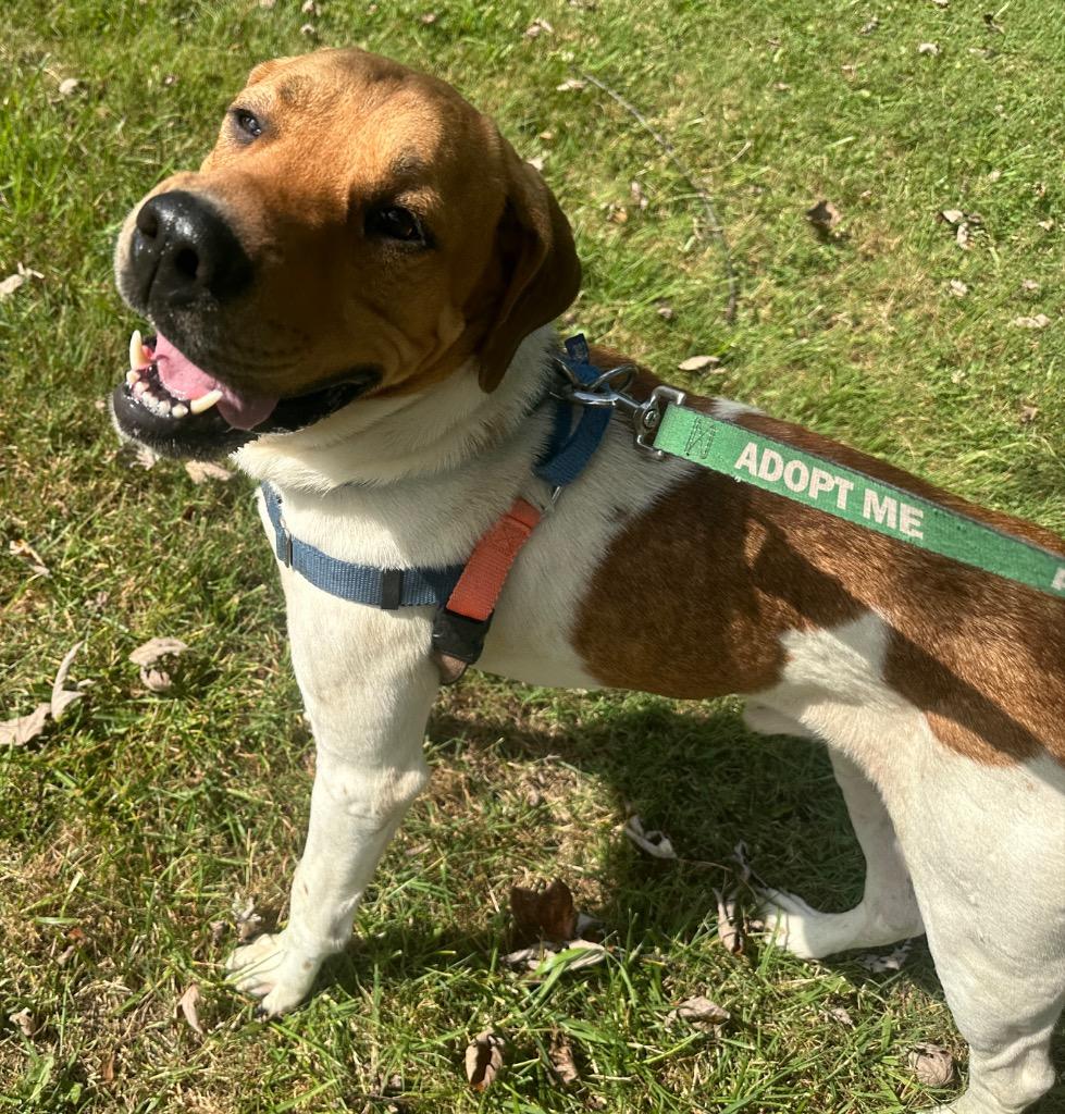 Bartolito, Adoptable, Adult Male Hound.