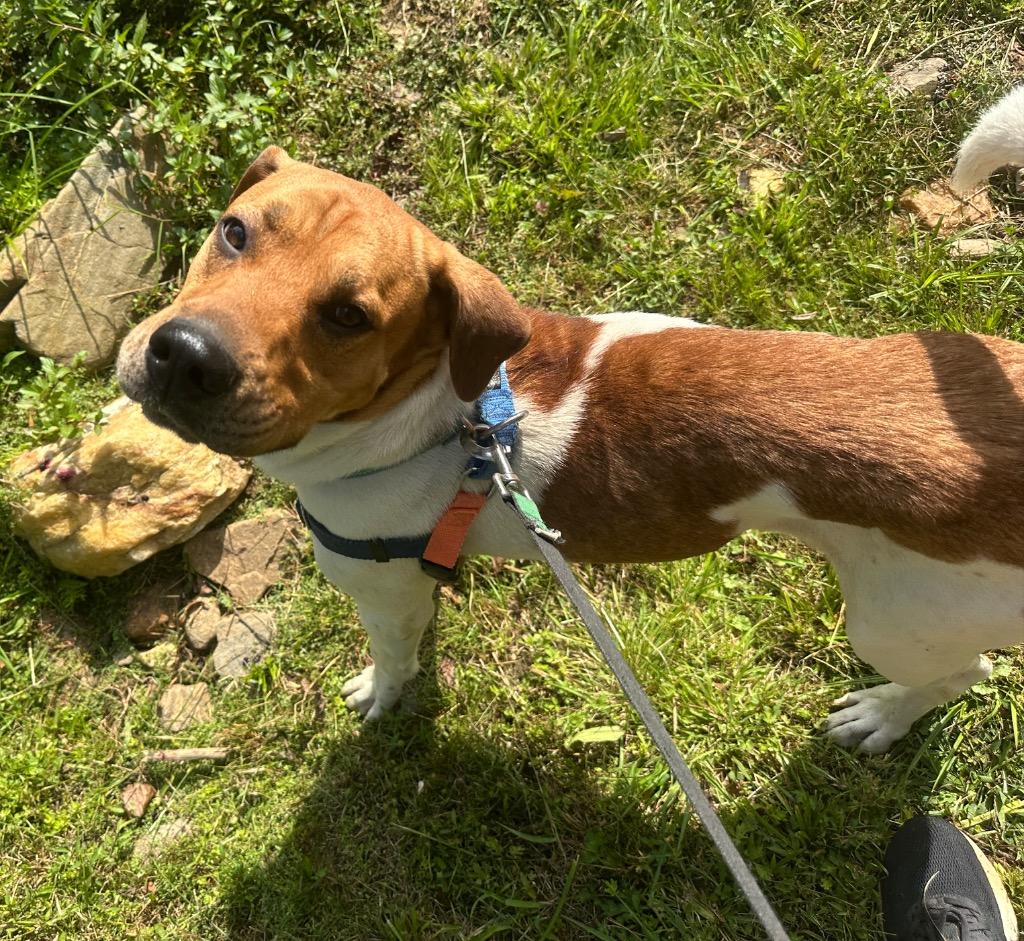 Enlarge Bartolito, a Adoptable mixed breed in Burnsville, NC image 2/3