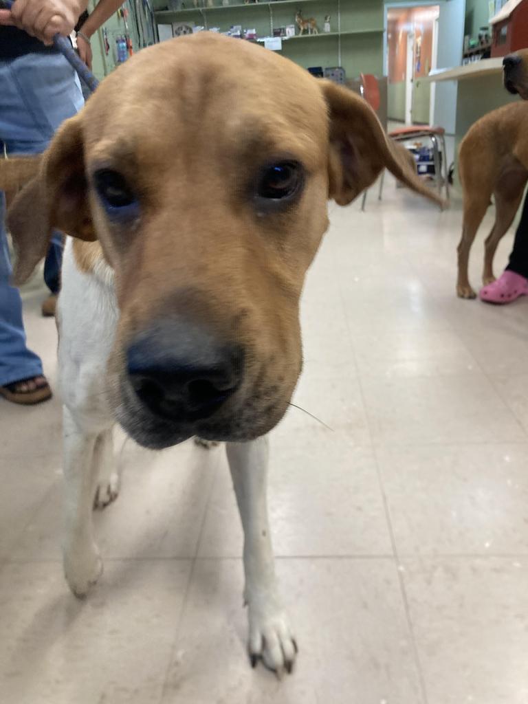 Enlarge Bartolito, a Adoptable mixed breed in Burnsville, NC image 3/3