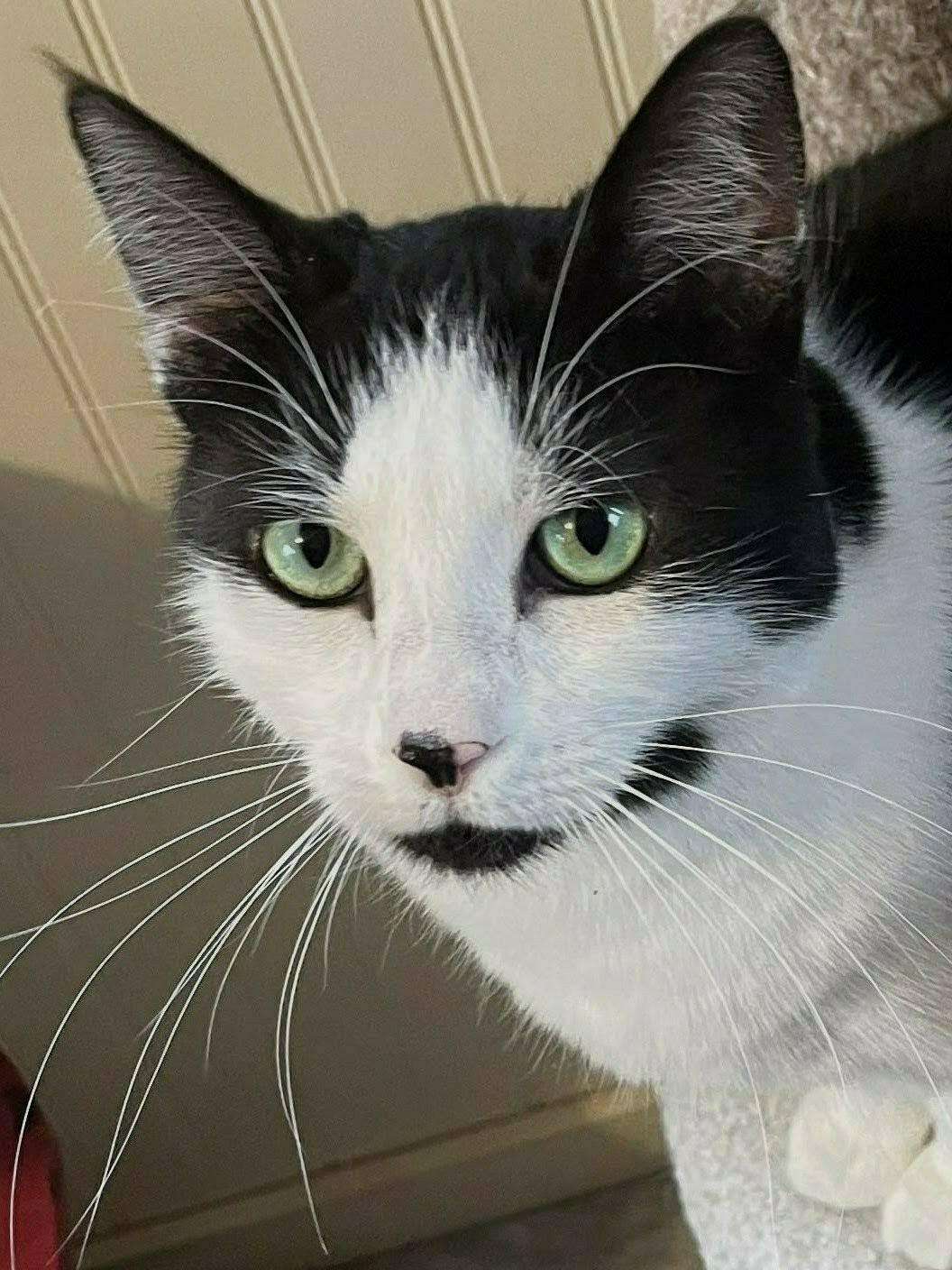 Ramona, adopted, Adult Female American Shorthair.