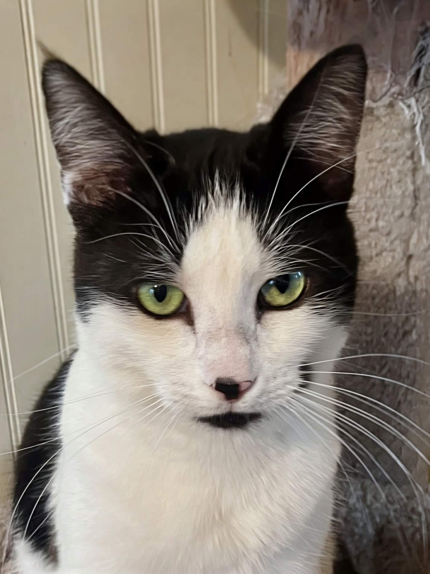 Enlarge Ramona, an adopted American Shorthair in Bow, WA image 2/2