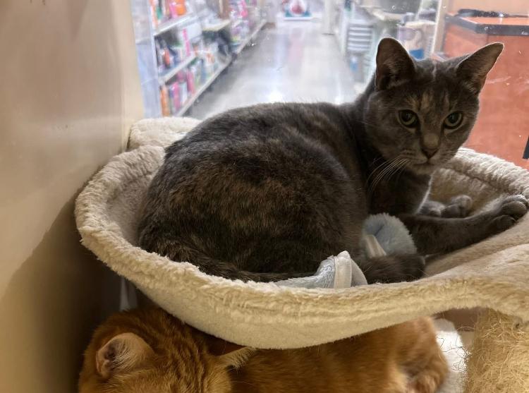 Enlarge Peggy LH, a Adoptable Domestic Short Hair in Greenville, SC image 1/5
