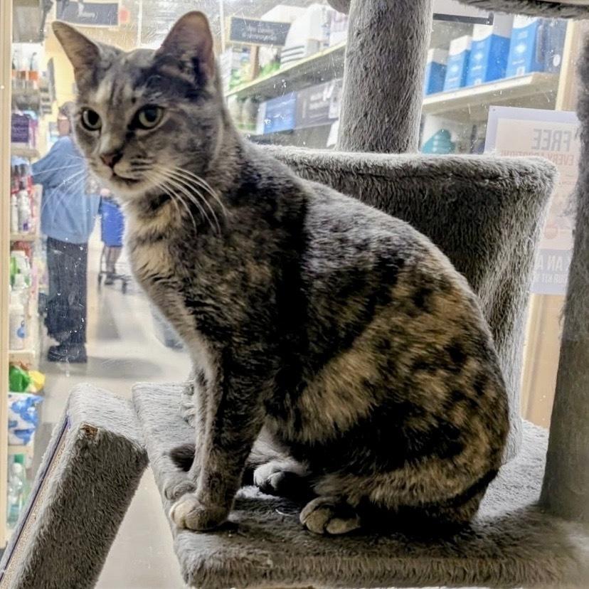 Enlarge Peggy LH, a Adoptable Domestic Short Hair in Greenville, SC image 2/5