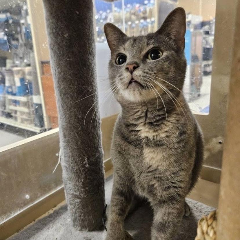Enlarge Peggy LH, a Adoptable Domestic Short Hair in Greenville, SC image 3/5