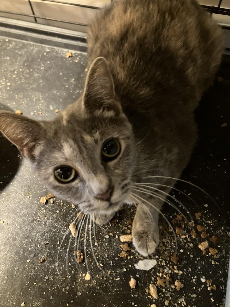 Enlarge Peggy LH, a Adoptable Domestic Short Hair in Greenville, SC image 4/5