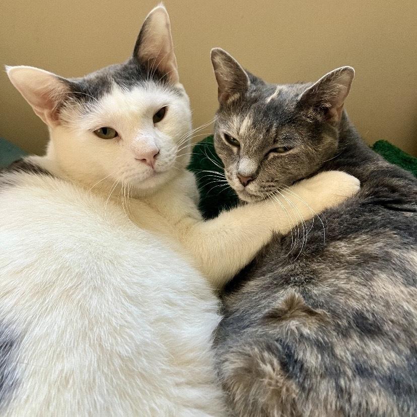 Enlarge Peggy LH, a Adoptable Domestic Short Hair in Greenville, SC image 5/5