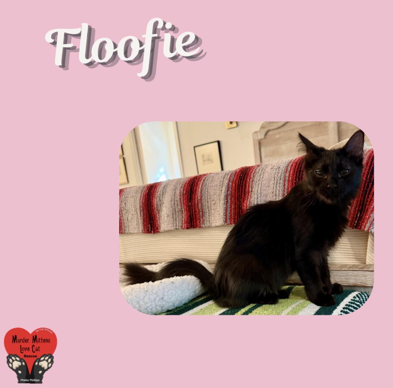 Floofie, Adoptable, Kitten Female Domestic Short Hair.