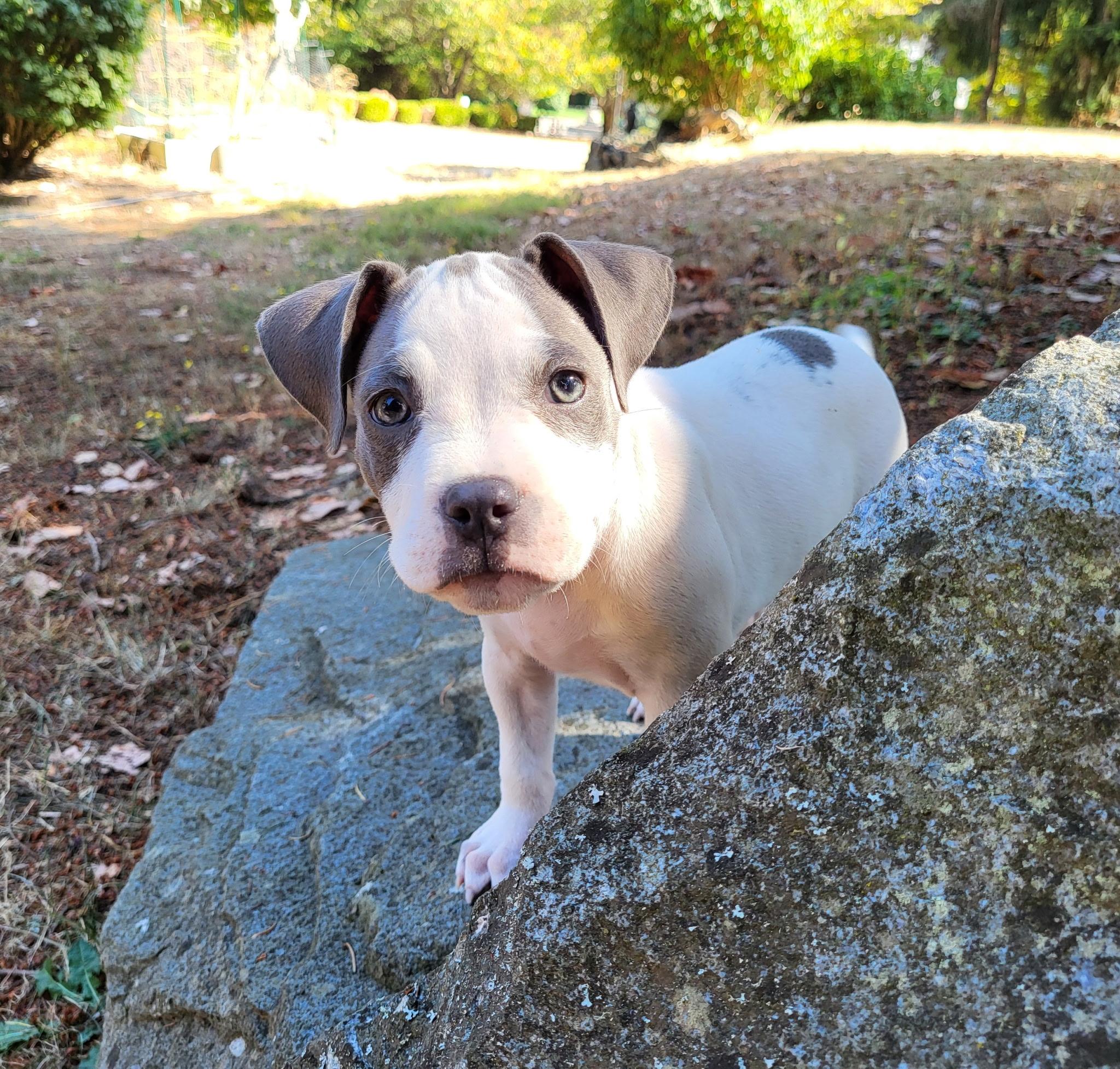 Enlarge Apulia, an adopted mixed breed in Lacey, WA image 3/4