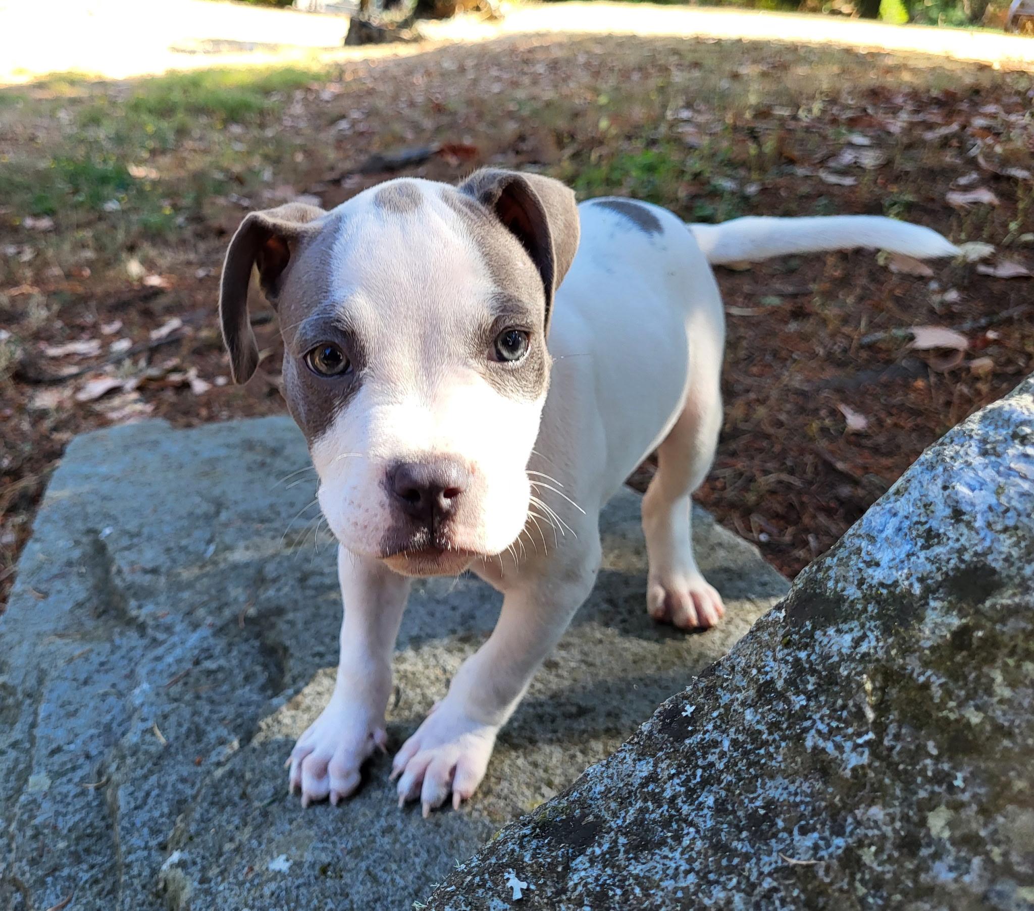Enlarge Apulia, an adopted mixed breed in Lacey, WA image 2/4