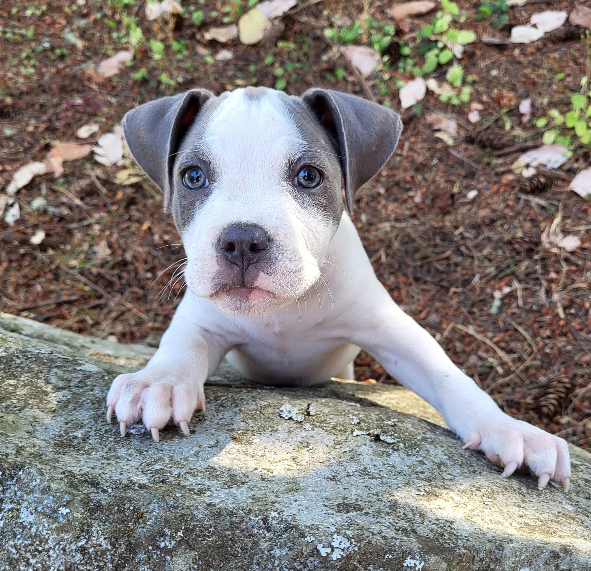 Enlarge Apulia, an adopted mixed breed in Lacey, WA image 1/4
