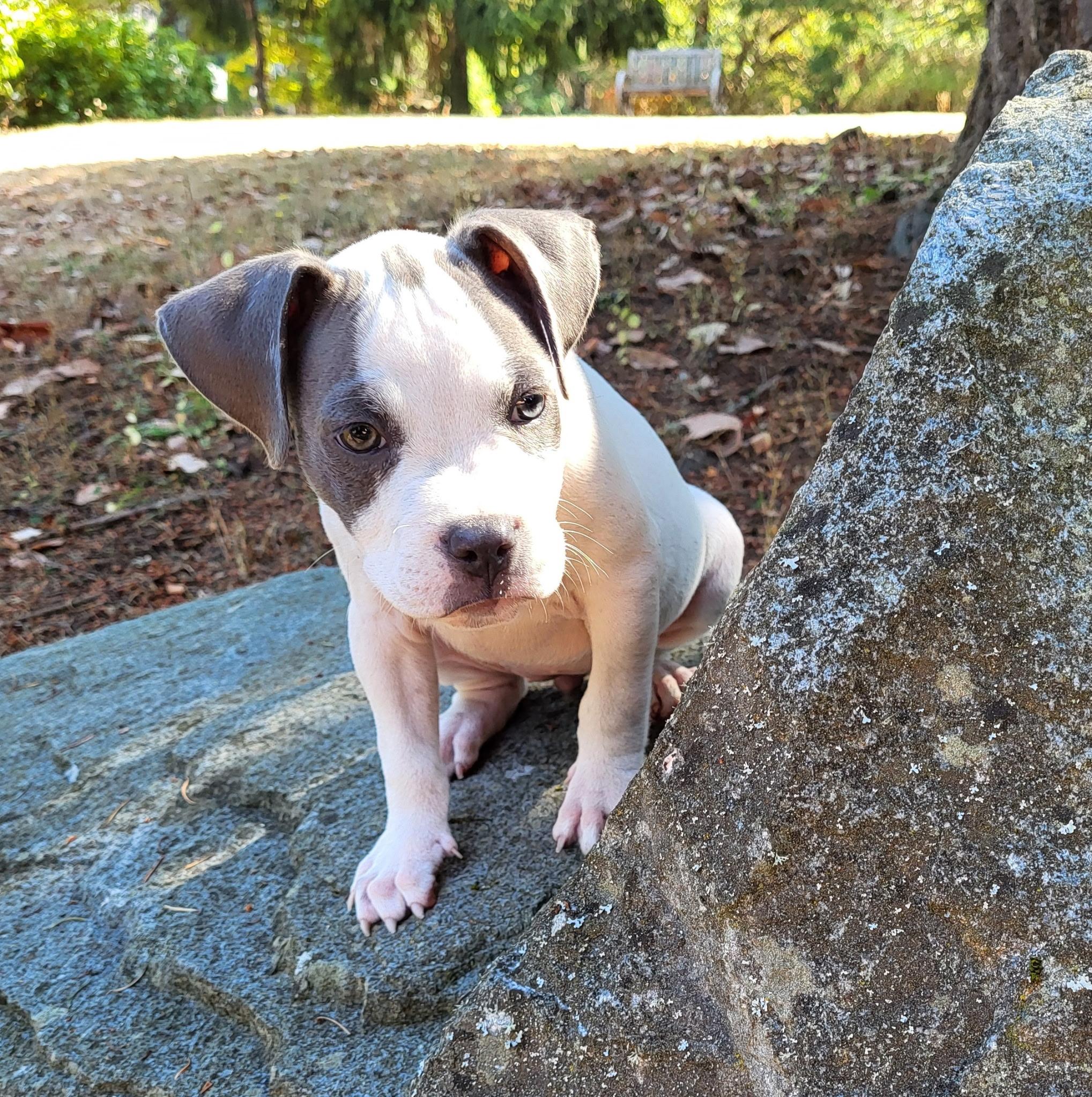 Enlarge Apulia, an adopted mixed breed in Lacey, WA image 4/4