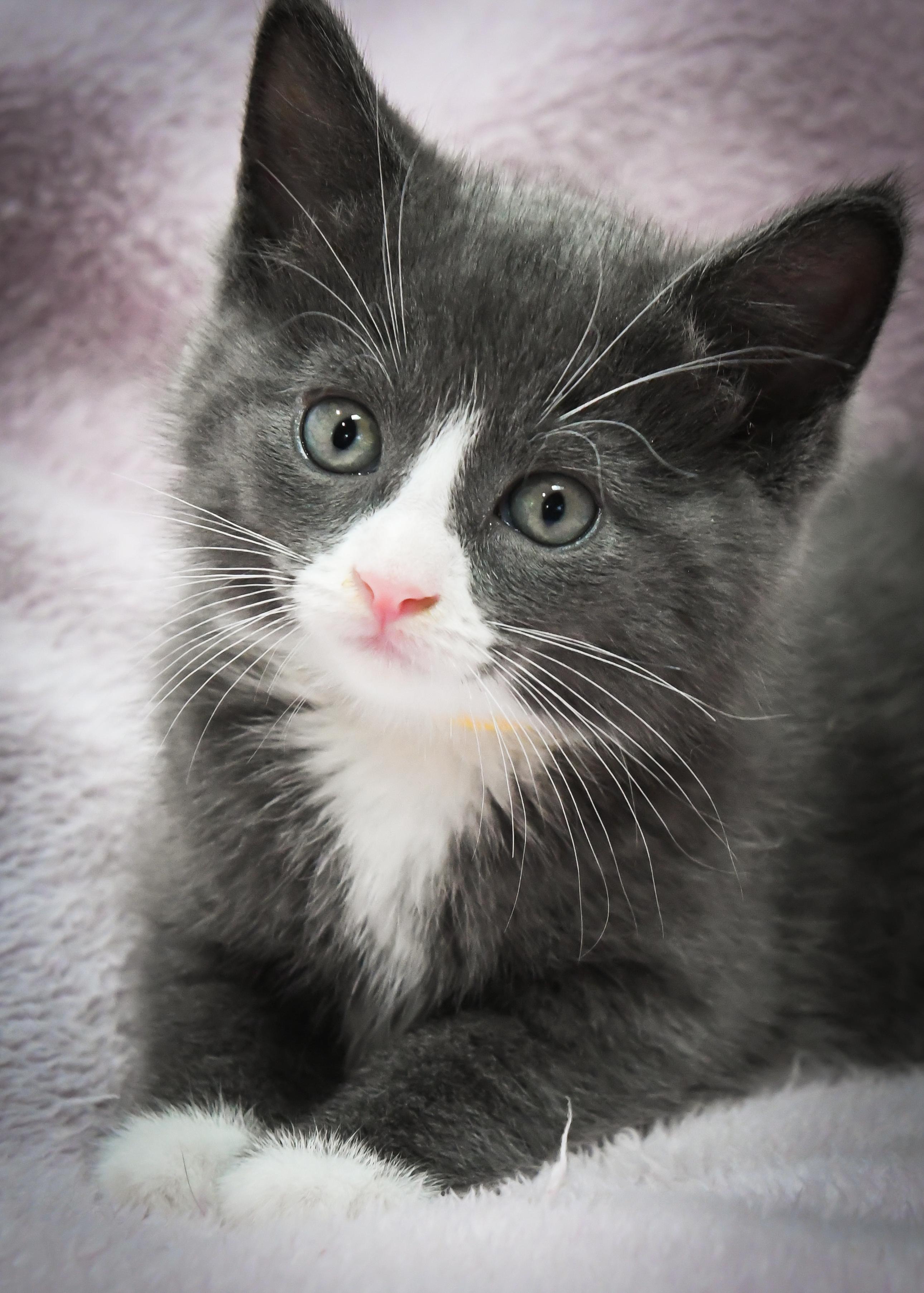 Francesca, adopted, Kitten Female American Shorthair.