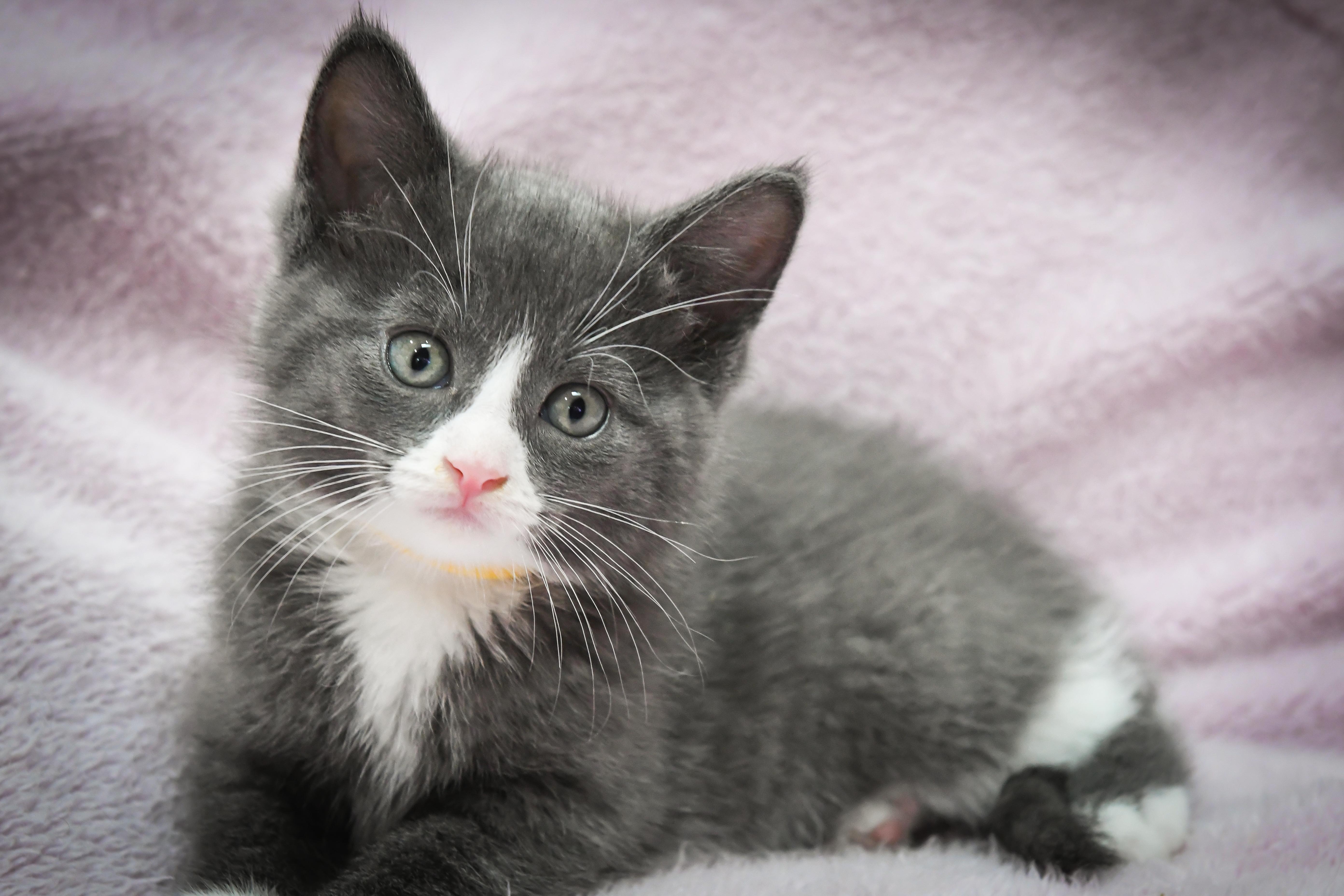 Enlarge Francesca, an adopted American Shorthair in Port Washington, WI image 2/2