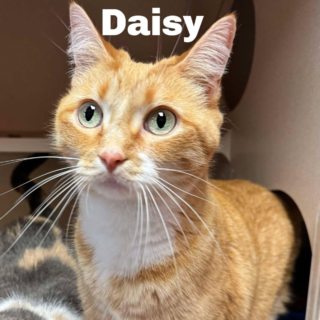 Enlarge Daisy 251014, a Adoptable Domestic Short Hair in Escanaba, MI image 1/1