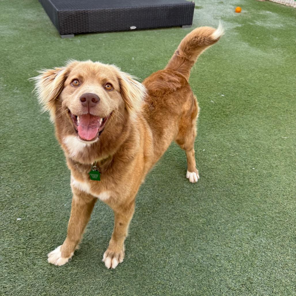 Aggie Cromwell, Adoptable, Adult Female Flat-Coated Retriever.