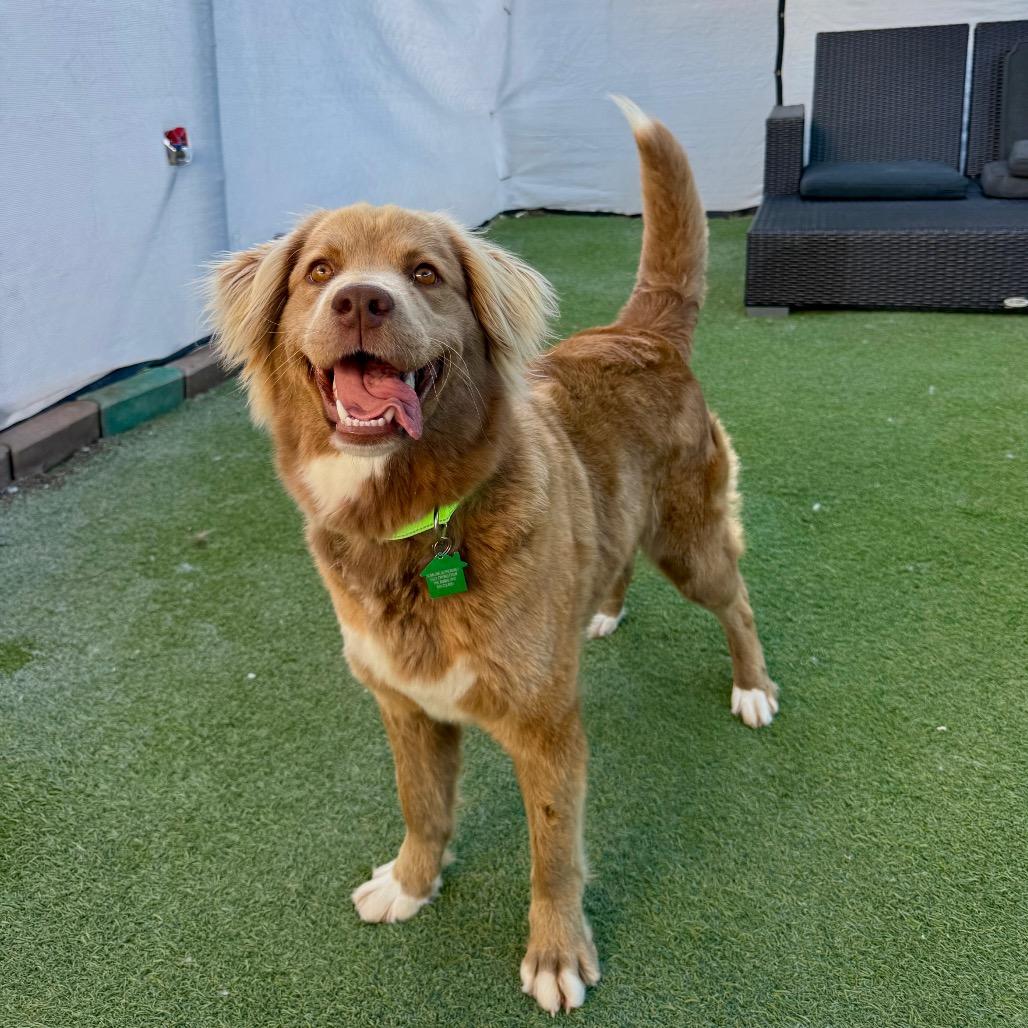 Enlarge Aggie Cromwell, a Adoptable Flat-Coated Retriever in San Diego, CA image 2/6