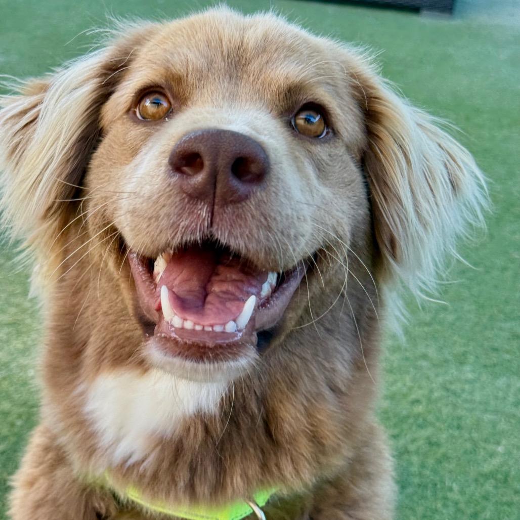 Enlarge Aggie Cromwell, a Adoptable Flat-Coated Retriever in San Diego, CA image 3/6