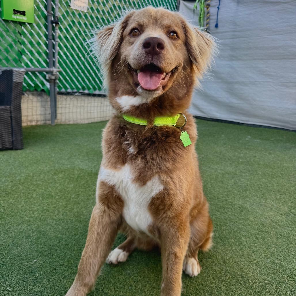 Enlarge Aggie Cromwell, a Adoptable Flat-Coated Retriever in San Diego, CA image 4/6