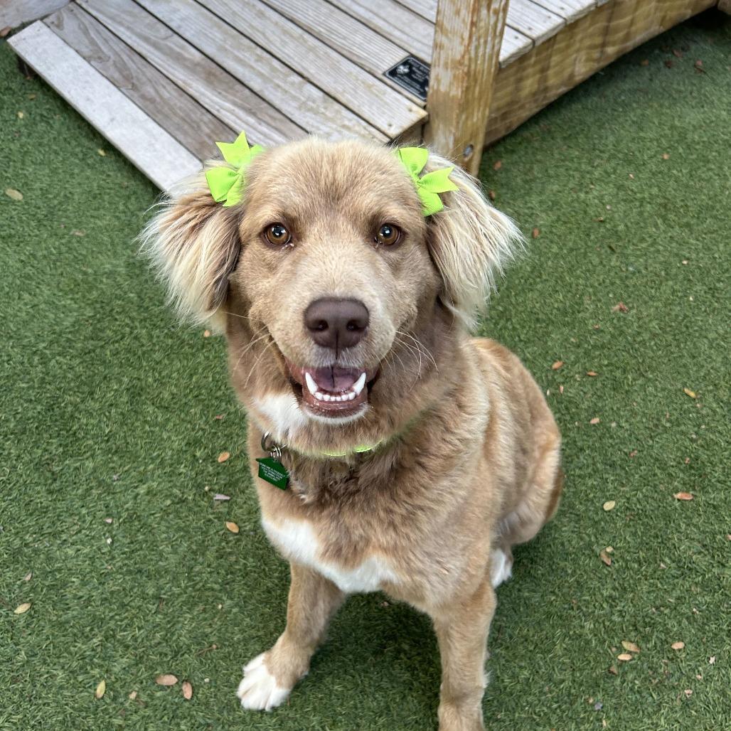 Enlarge Aggie Cromwell, a Adoptable Flat-Coated Retriever in San Diego, CA image 5/6