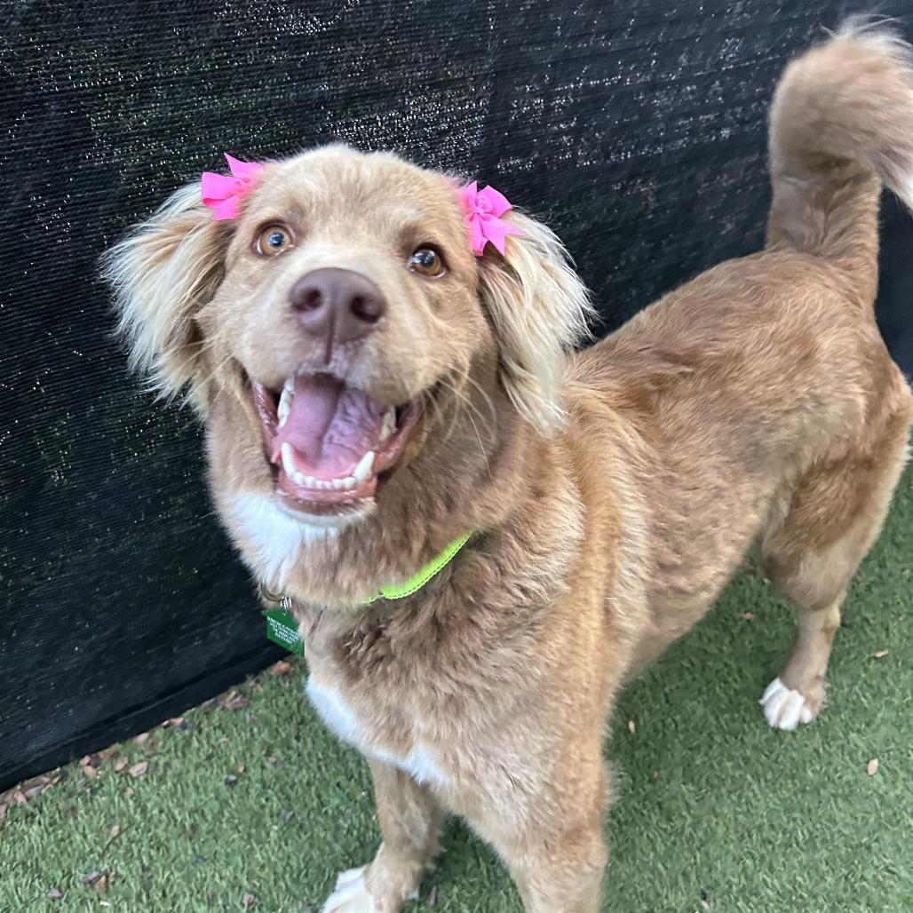 Enlarge Aggie Cromwell, a Adoptable Flat-Coated Retriever in San Diego, CA image 6/6