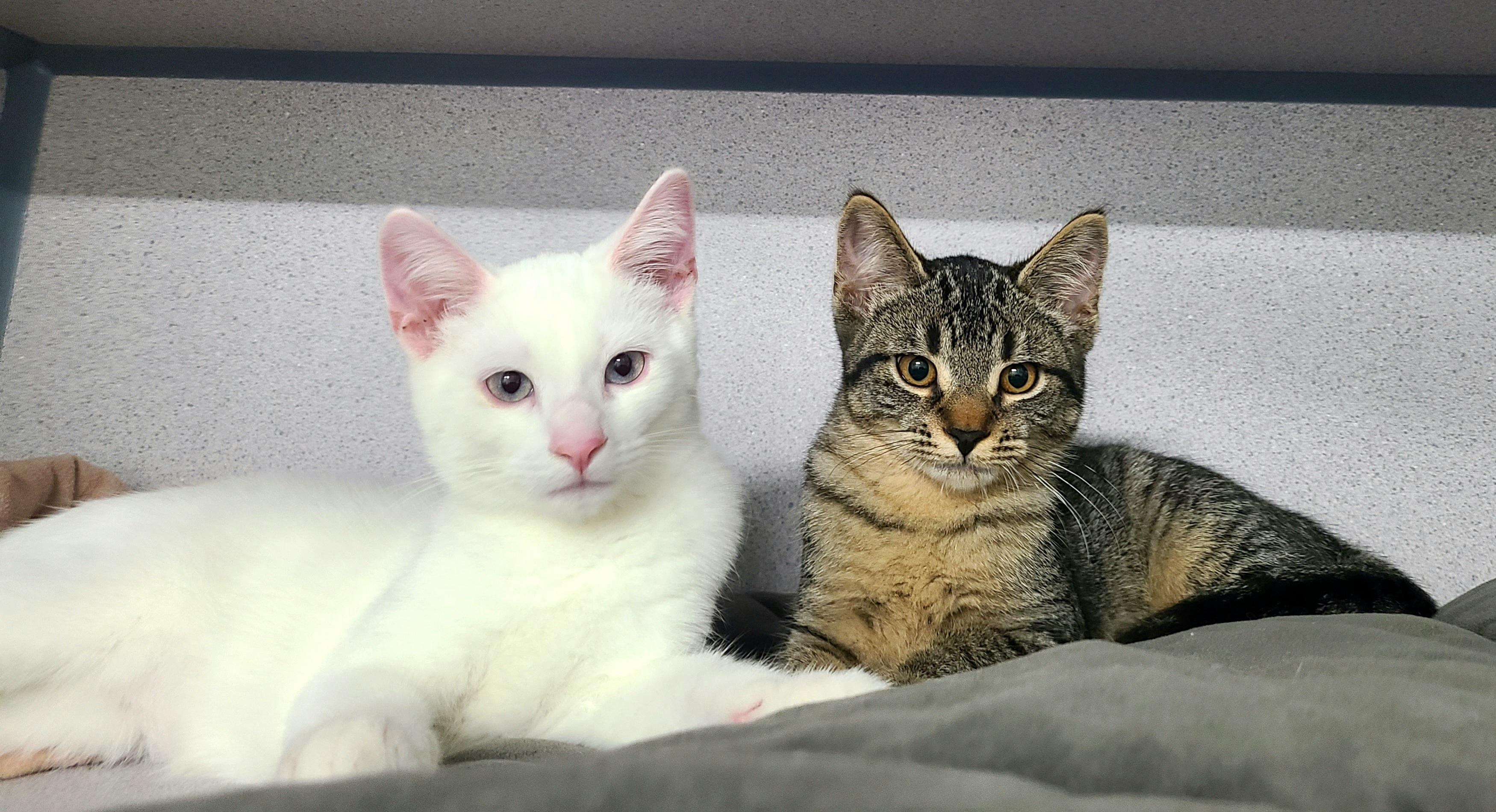 The Scooby Doo Gang! Domestic Short Hair Cat