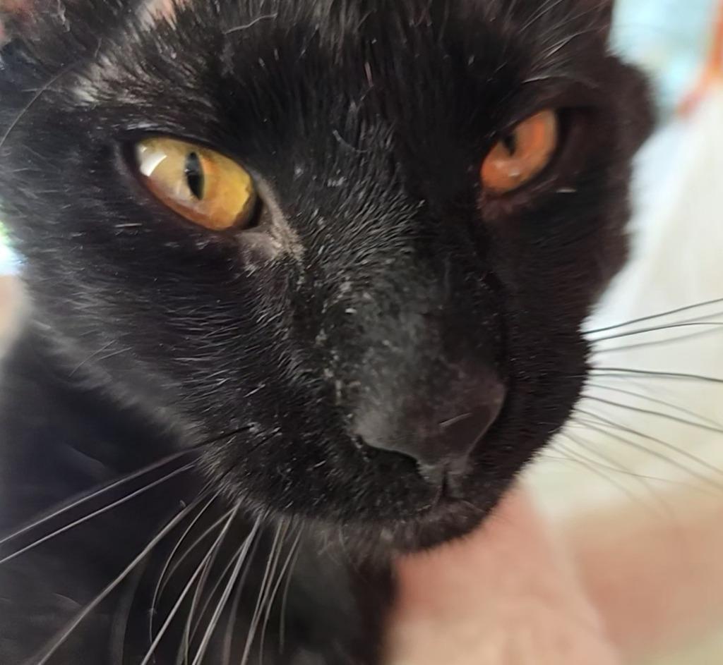 Louis, Adoptable, Adult Male Domestic Short Hair.