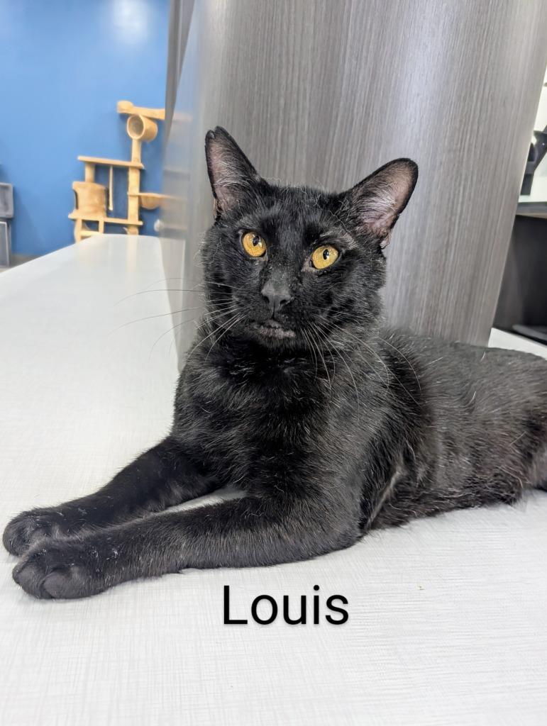 Louis, a Adoptable mixed breed in Leonardtown, MD image 1/3