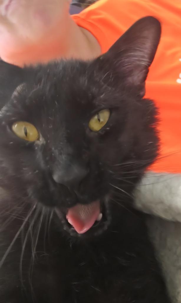 Enlarge Louis, a Adoptable mixed breed in Leonardtown, MD image 3/3