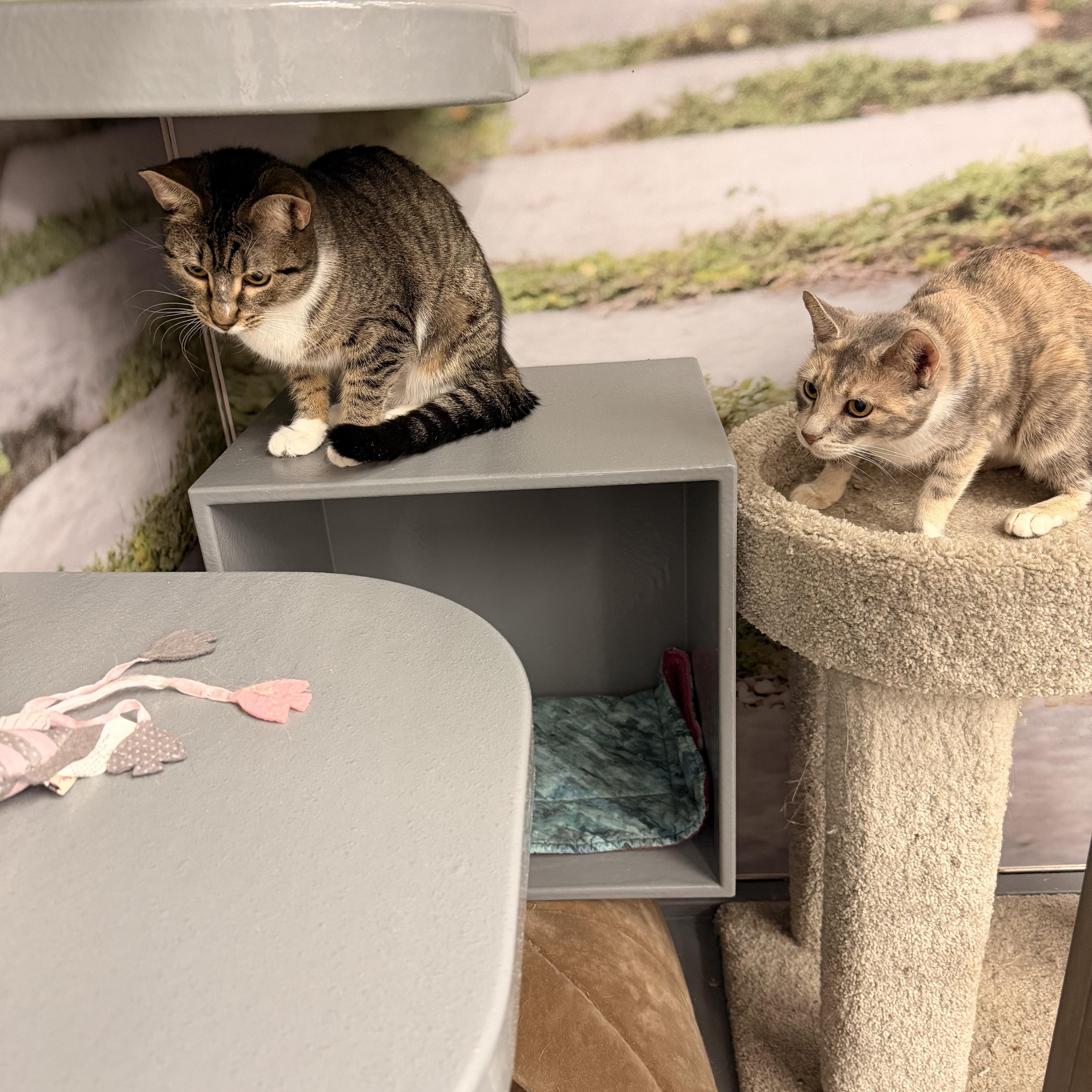 Enlarge Chuchie, a ADOPTABLE Domestic Short Hair in New York, NY image 5/5