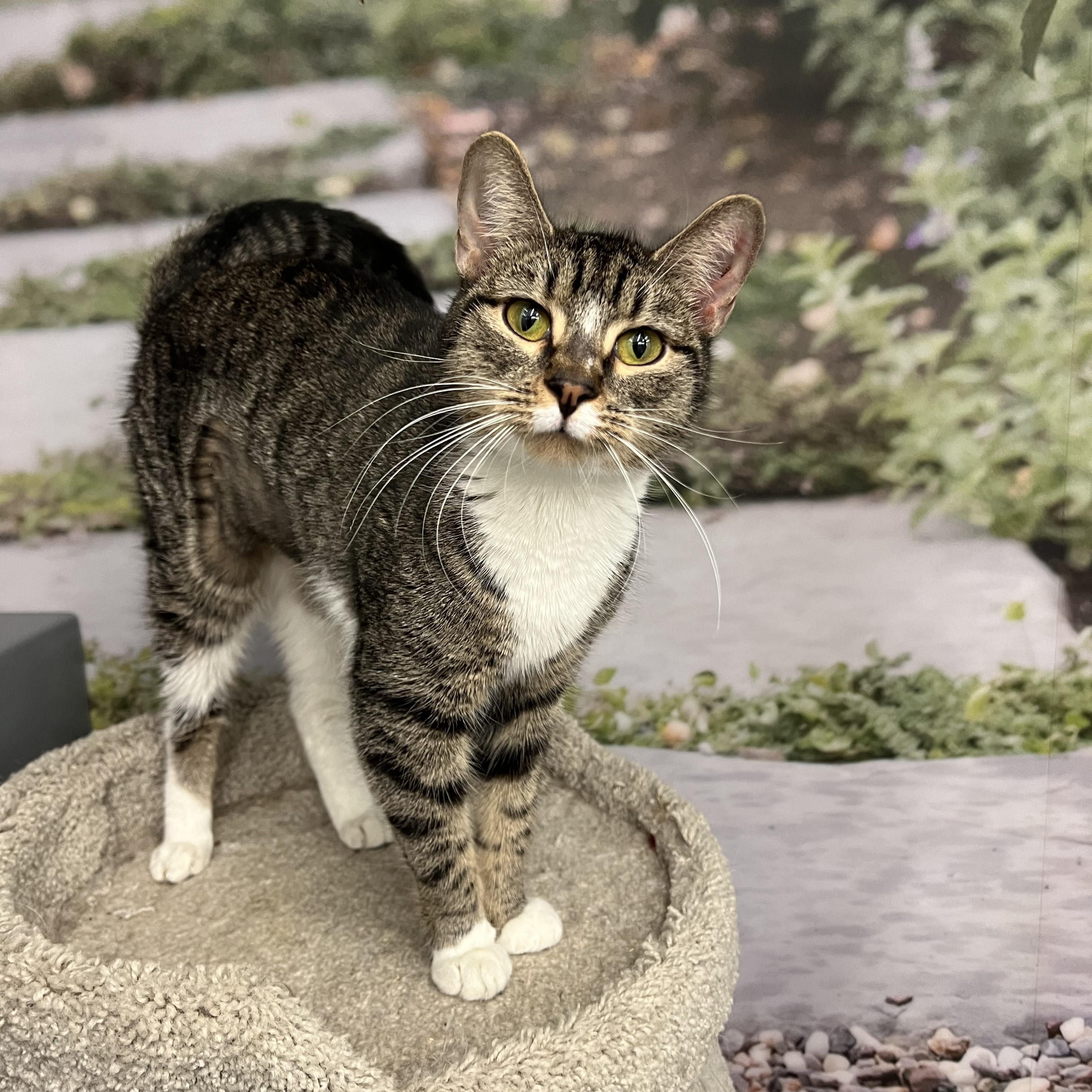 Enlarge Chuchie, a ADOPTABLE Domestic Short Hair in New York, NY image 1/5