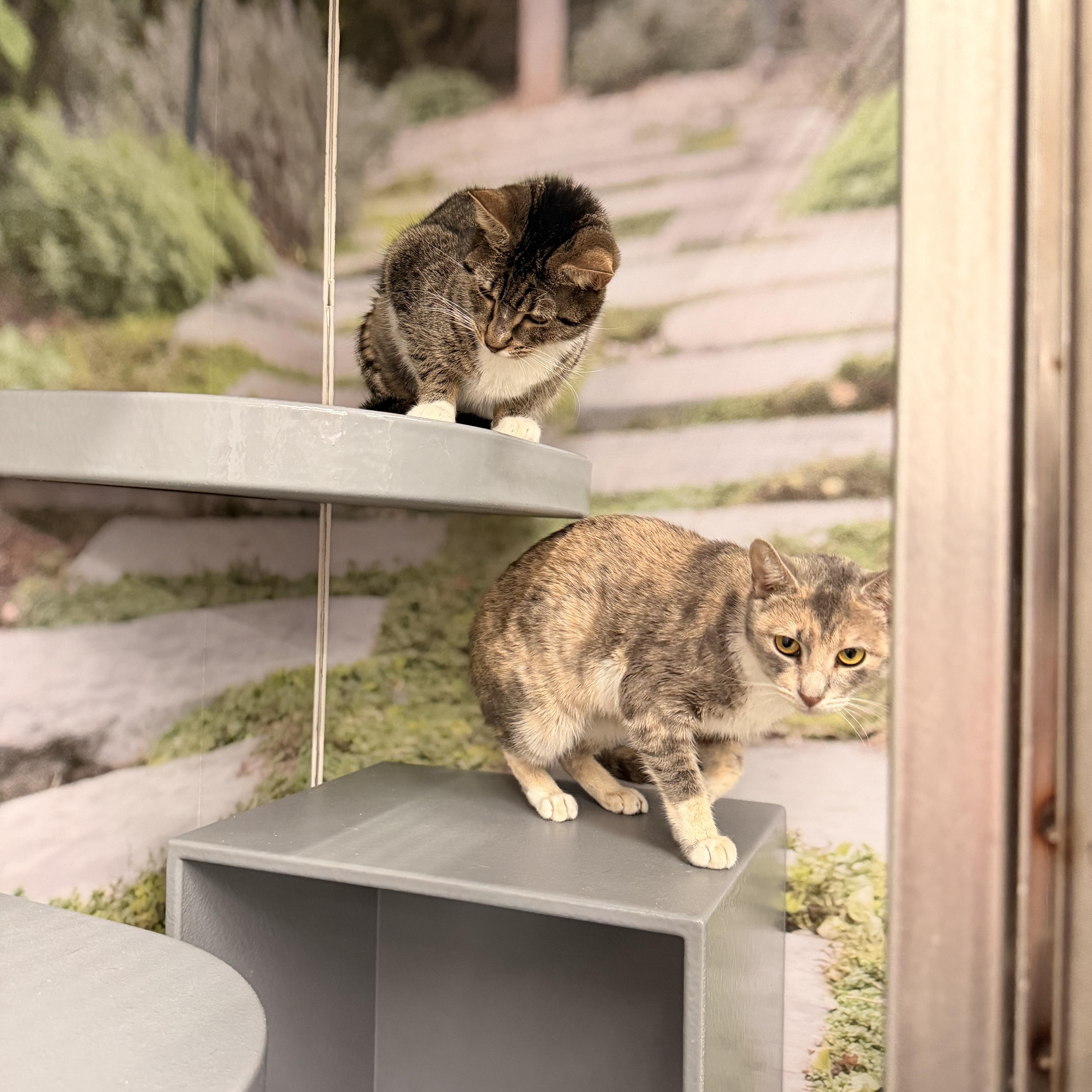 Enlarge Chuchie, a ADOPTABLE Domestic Short Hair in New York, NY image 2/5