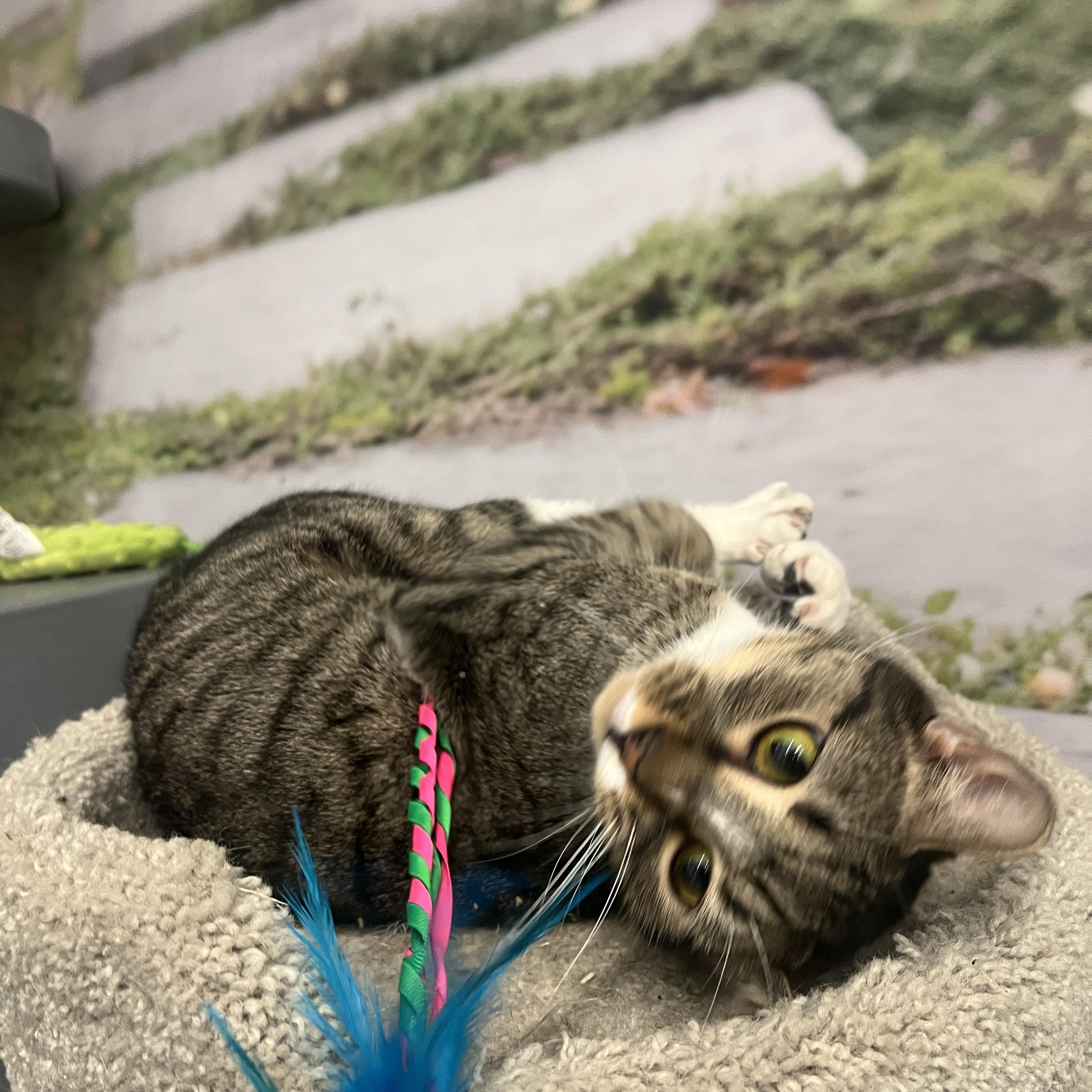 Enlarge Chuchie, a ADOPTABLE Domestic Short Hair in New York, NY image 3/5