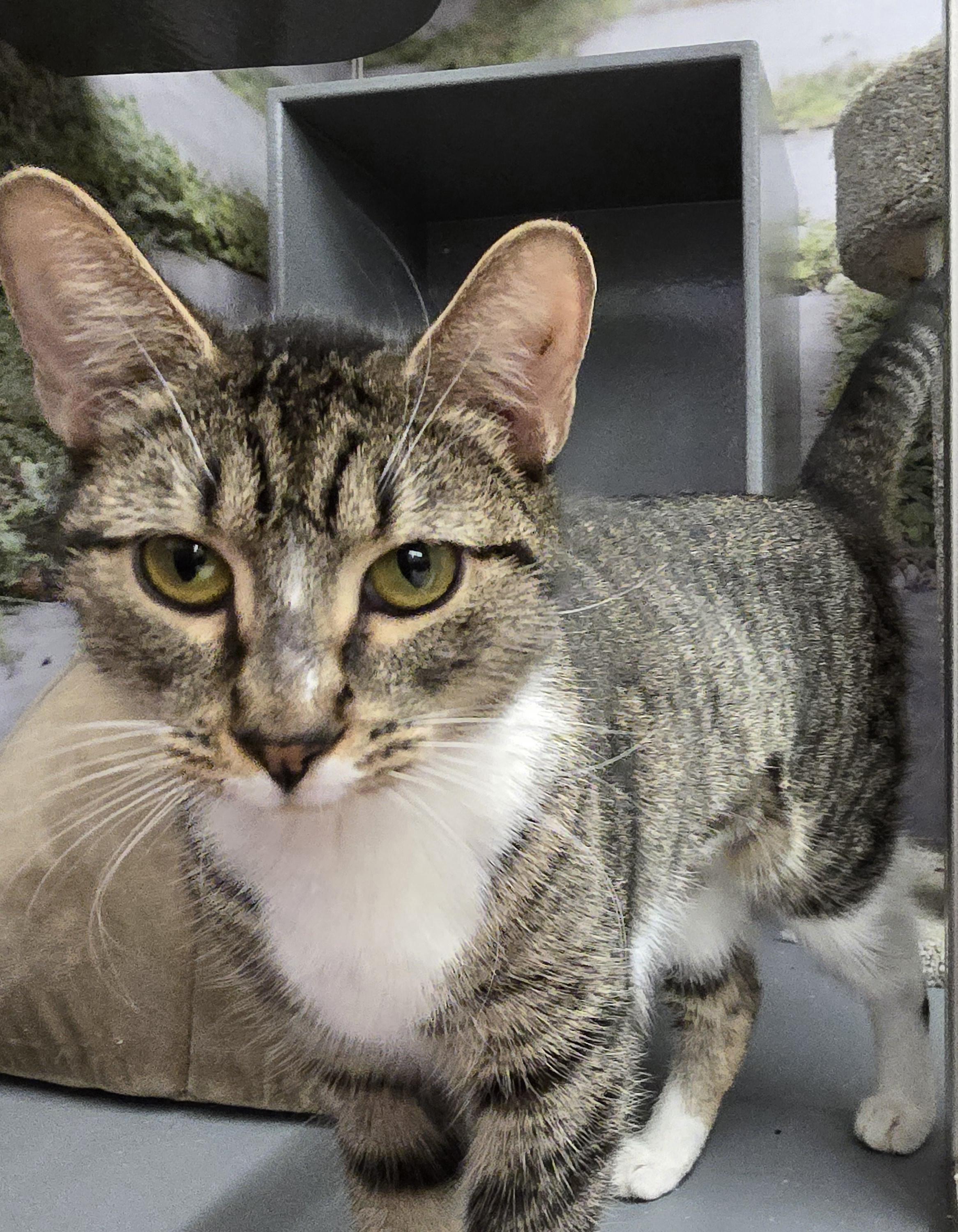 Enlarge Chuchie, a ADOPTABLE Domestic Short Hair in New York, NY image 4/5