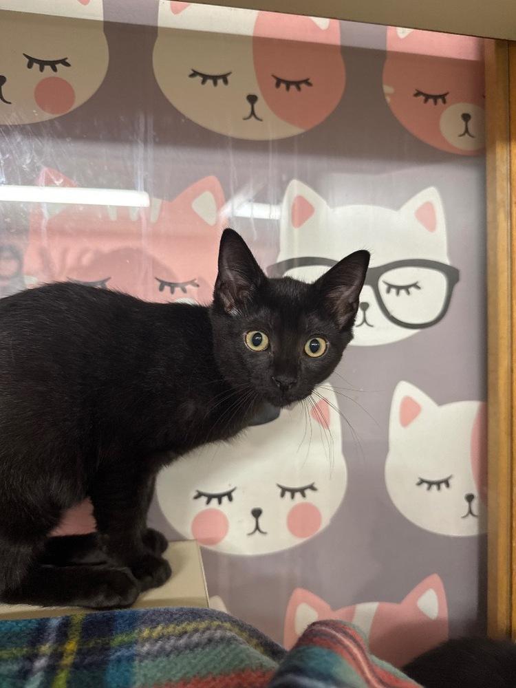 Mary, Adoptable, Kitten Female Domestic Short Hair.