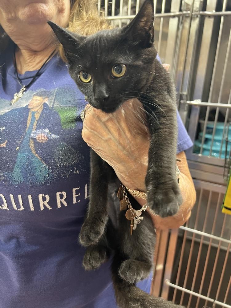 Enlarge Mary, a Adoptable Domestic Short Hair in Randolph, MA image 2/2