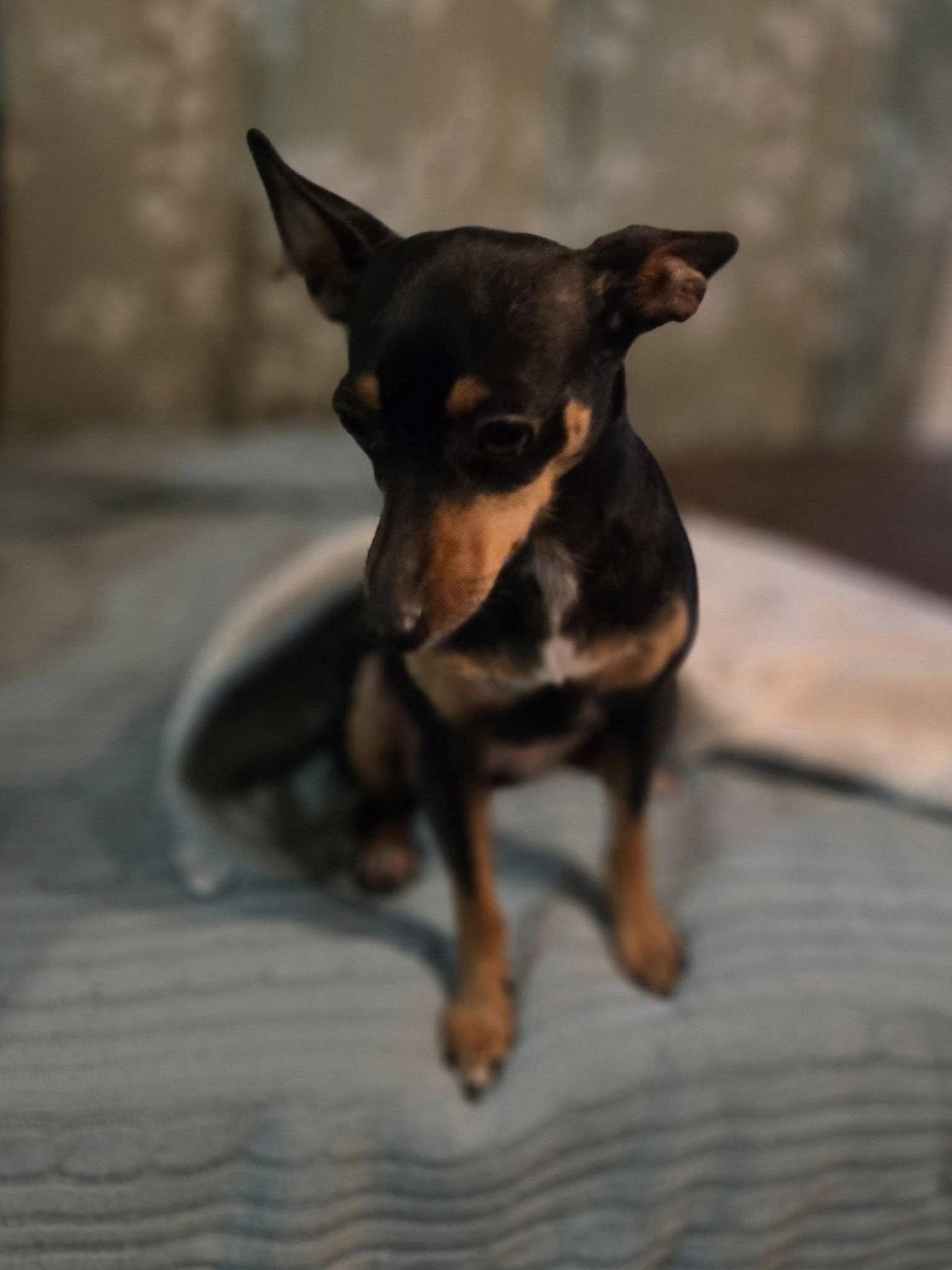 Cookie, Adoptable, Adult Female Mixed Breed.