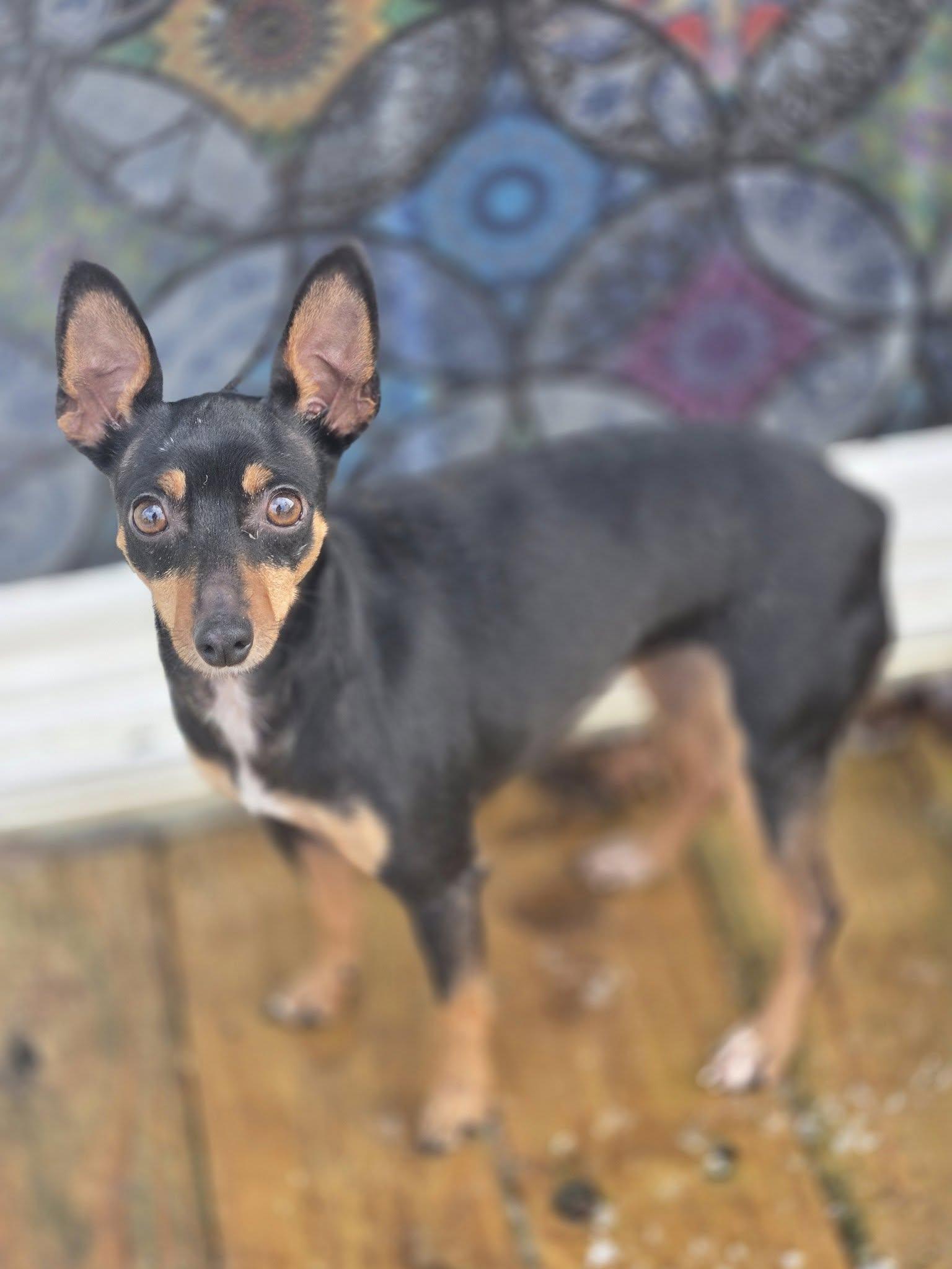 Enlarge Cookie, a Adoptable Mixed Breed in Fairmont, WV image 2/3