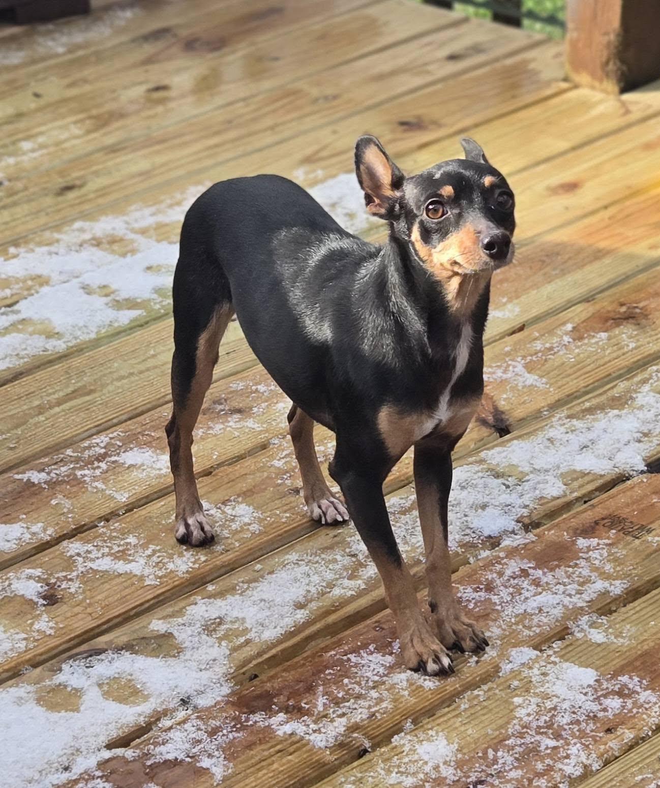 Enlarge Cookie, a Adoptable Mixed Breed in Fairmont, WV image 3/3