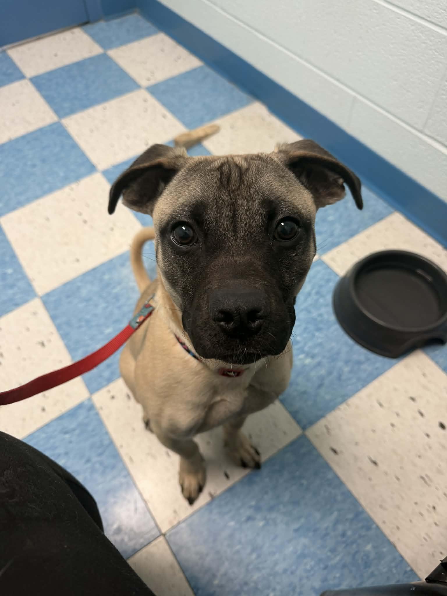 Enlarge Rocky, a ADOPTABLE mixed breed in Berryville, VA image 2/3